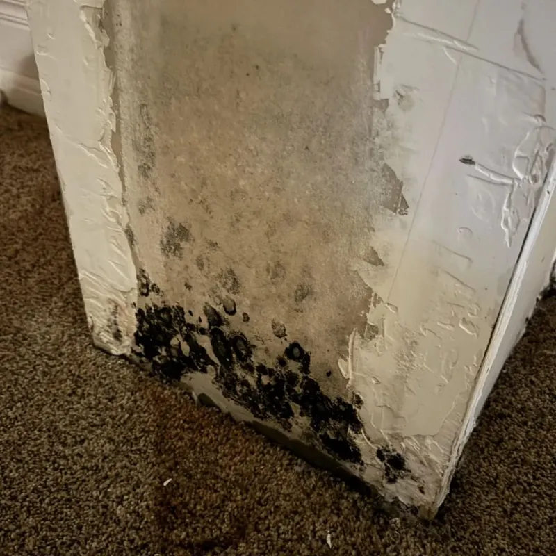 Professional Mold Removal in Hamilton County, NE